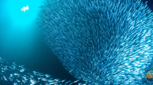 L'accordo tra Unione Europea e Seychelles conferma l'importanza di una gestione responsabile delle risorse marine. Per l'industria conserviera, sostenibilità, tracciabilità e qualità sono sempre più elementi centrali di una filiera che guarda al futuro.